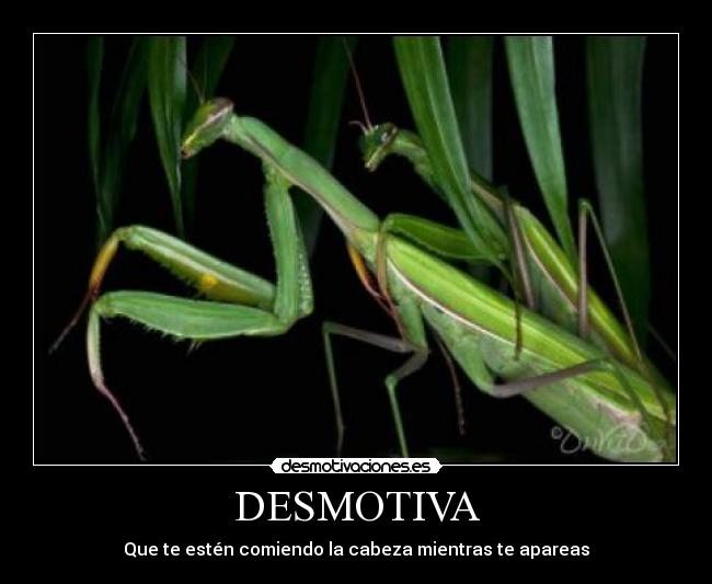 DESMOTIVA - Que te estén comiendo la cabeza mientras te apareas
