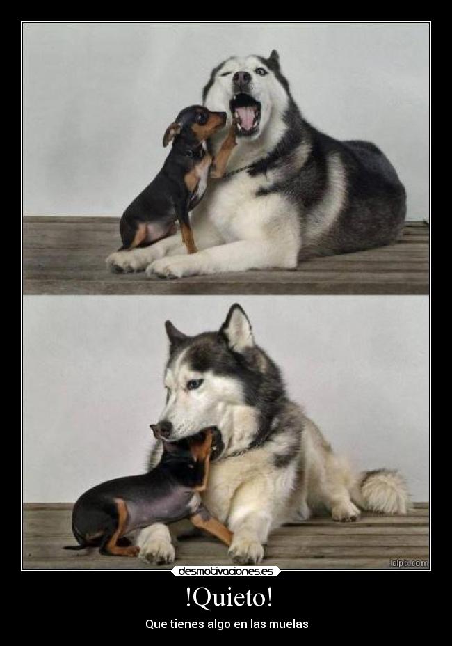 !Quieto! -