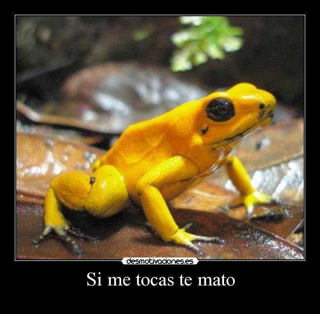 Si me tocas te mato -