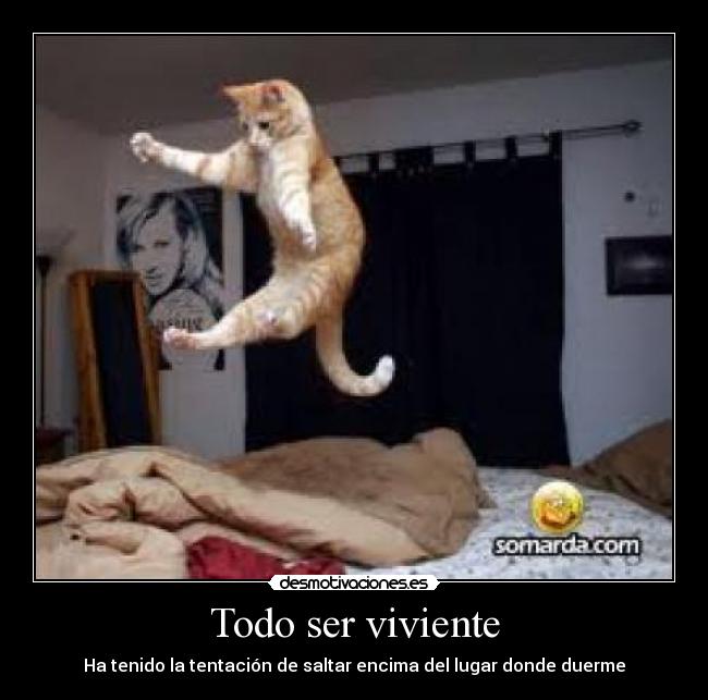 Todo ser viviente - Ha tenido la tentación de saltar encima del lugar donde duerme
