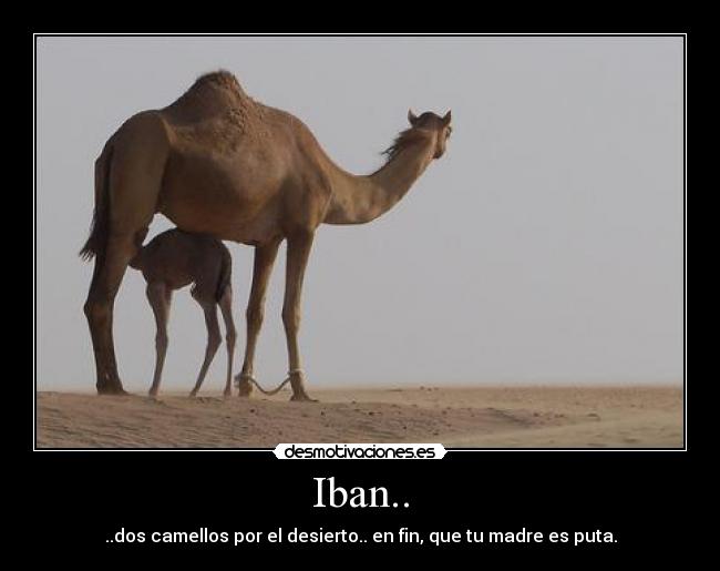 Iban.. - ..dos camellos por el desierto.. en fin, que tu madre es puta.