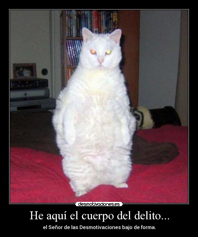 carteles walt_k gordo gato desmotivaciones