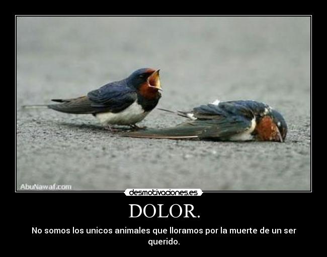 DOLOR. -