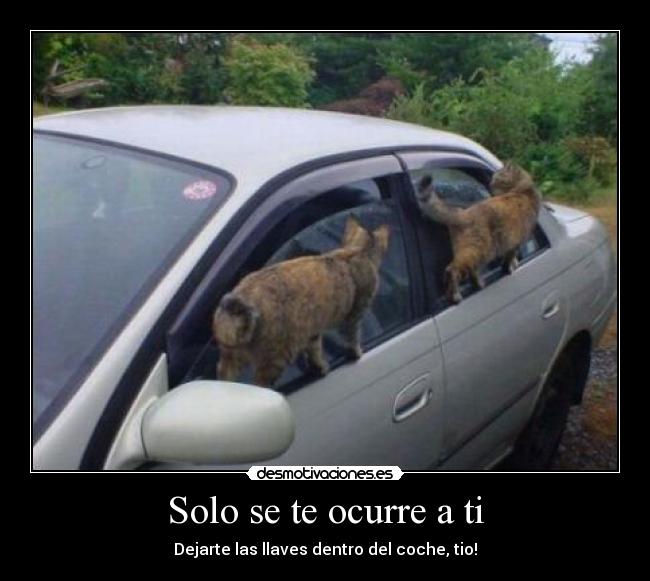 carteles gatos coche desmotivaciones