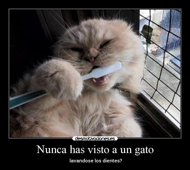 Nunca has visto a un gato -  lavandose los dientes?