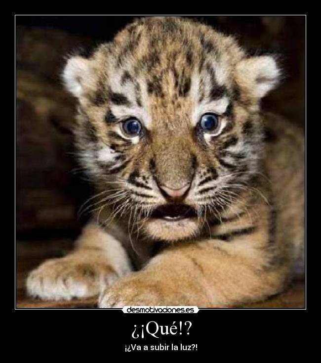 ¿¡Qué!? - ¡¿Va a subir la luz?!