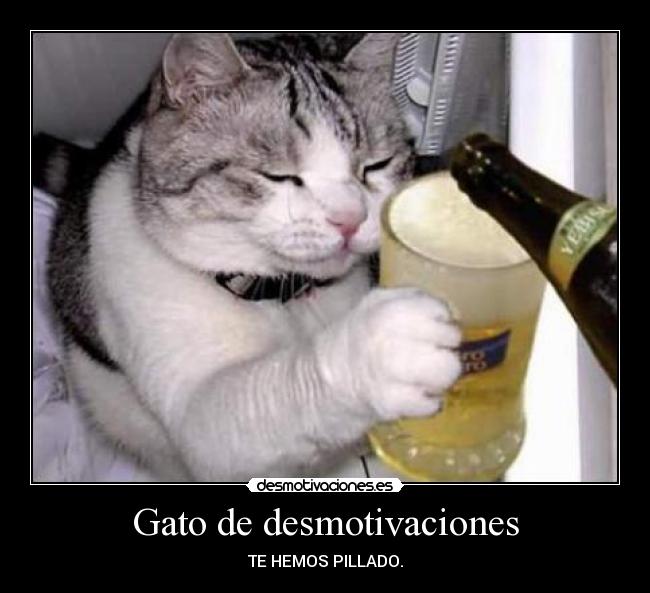 Gato de desmotivaciones - 