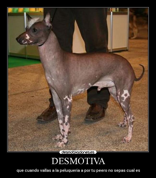 DESMOTIVA - que cuando vallas a la peluqueria a por tu peero no sepas cual es