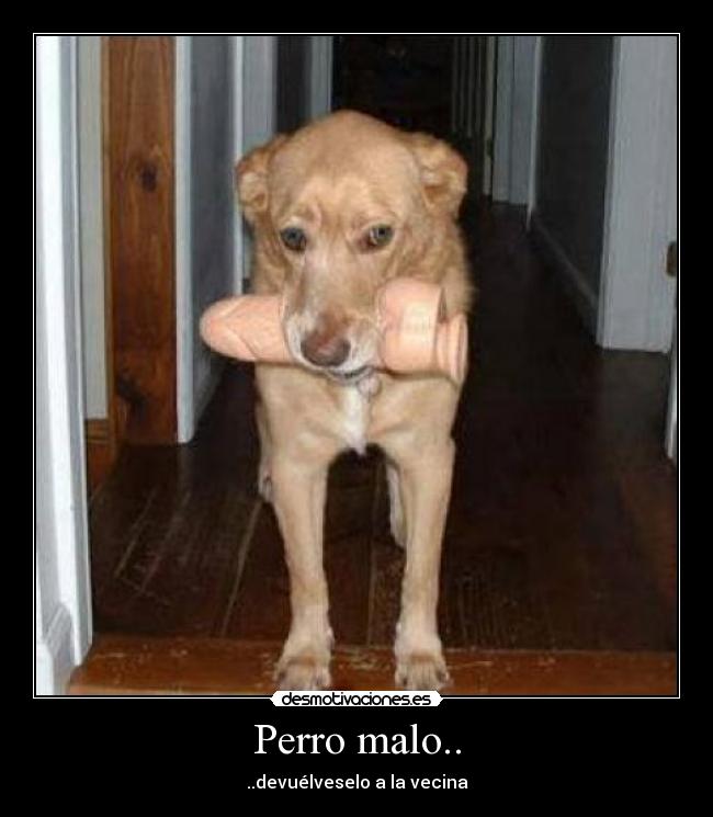 Perro malo.. - ..devuélveselo a la vecina
