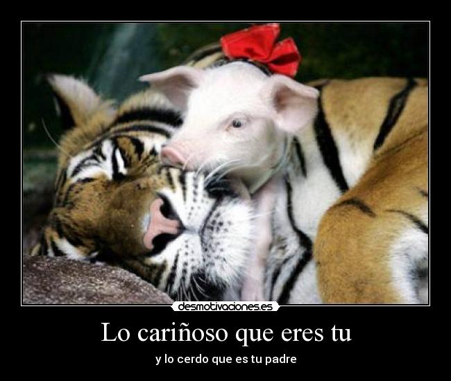 Lo cariñoso que eres tu - 