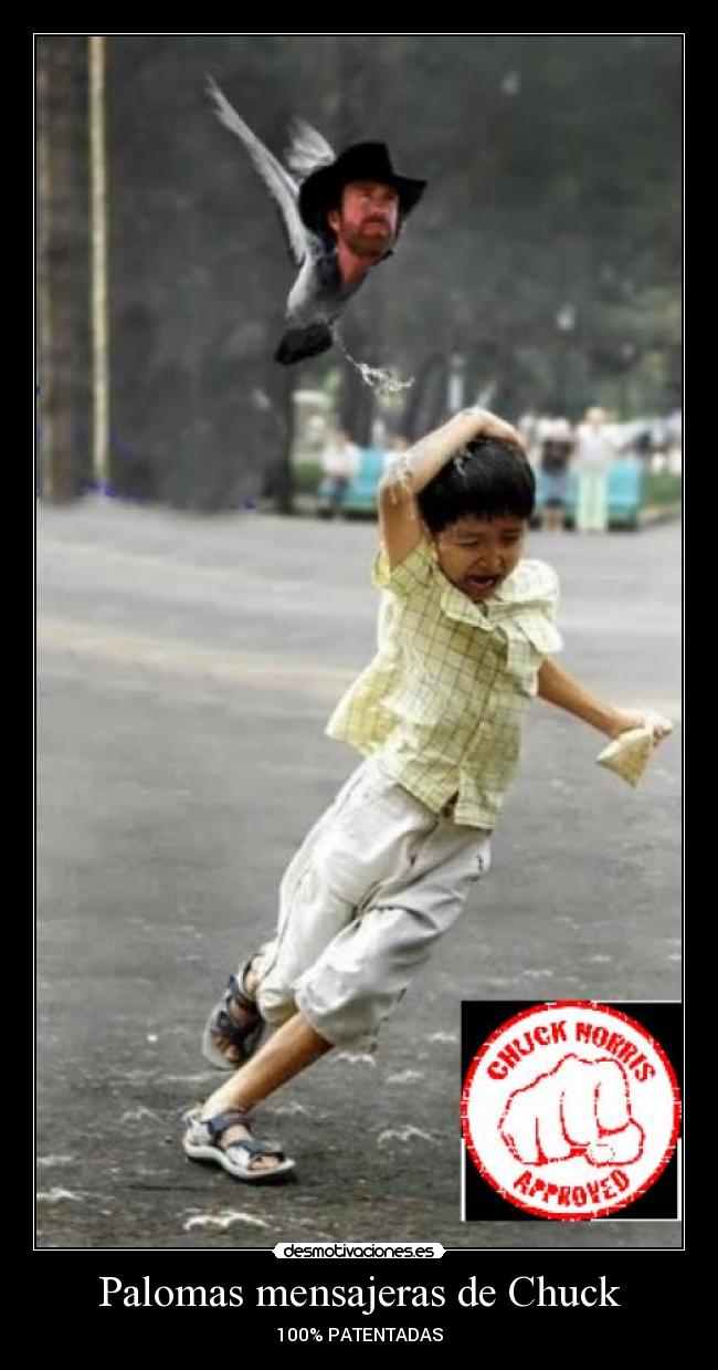 Palomas mensajeras de Chuck - 