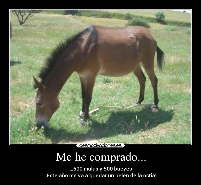 Me he comprado... - ...500 mulas y 500 bueyes
¡Este año me va a quedar un belén de la ostia!