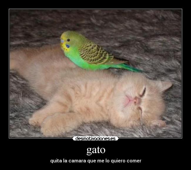gato -