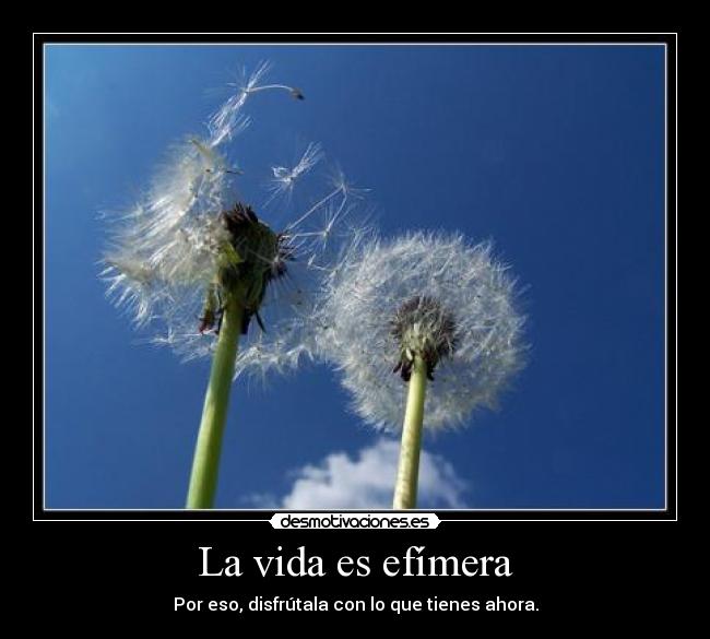 La vida es efímera -