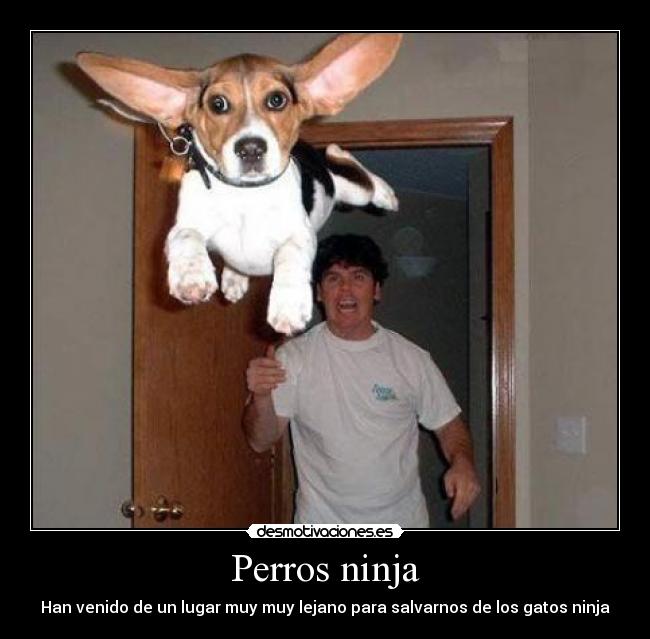 Perros ninja -