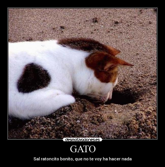 GATO - Sal ratoncito bonito, que no te voy ha hacer nada