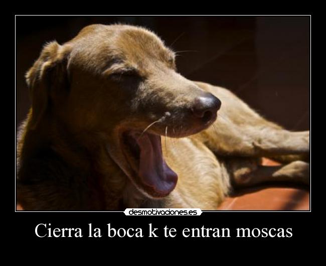 carteles perros desmotivaciones