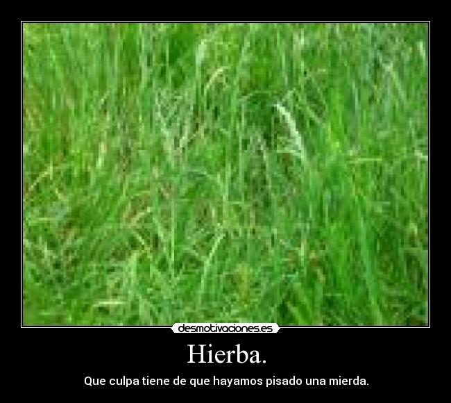 Hierba. - Que culpa tiene de que hayamos pisado una mierda.