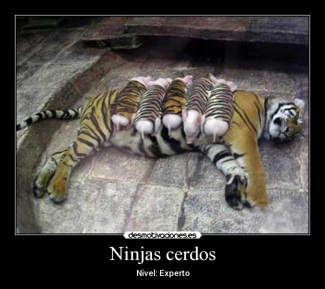 Ninjas cerdos - Nivel: Experto