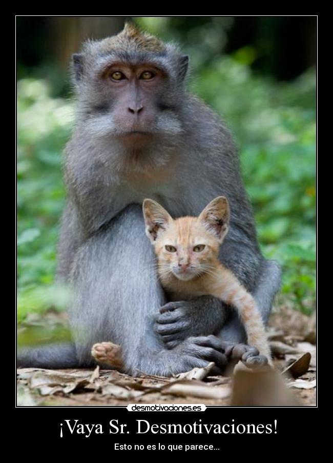¡Vaya Sr. Desmotivaciones! -