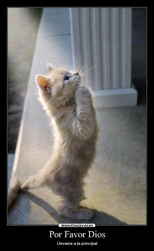 carteles dios gato desmotivaciones