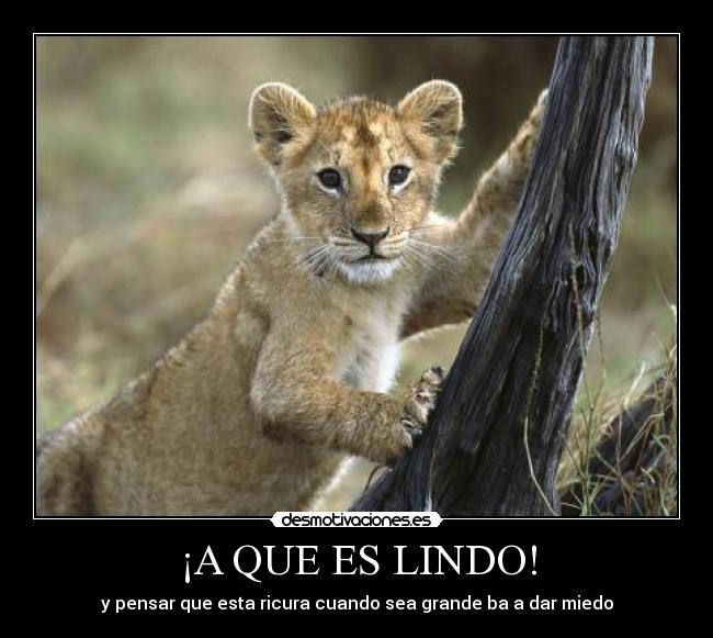 ¡A QUE ES LINDO! -