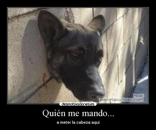 carteles perro gracioso lol gato desmotivaciones