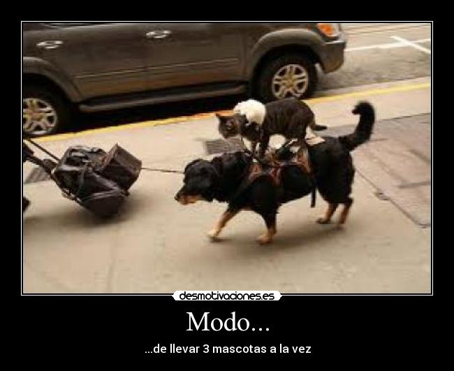 Modo... - ...de llevar 3 mascotas a la vez