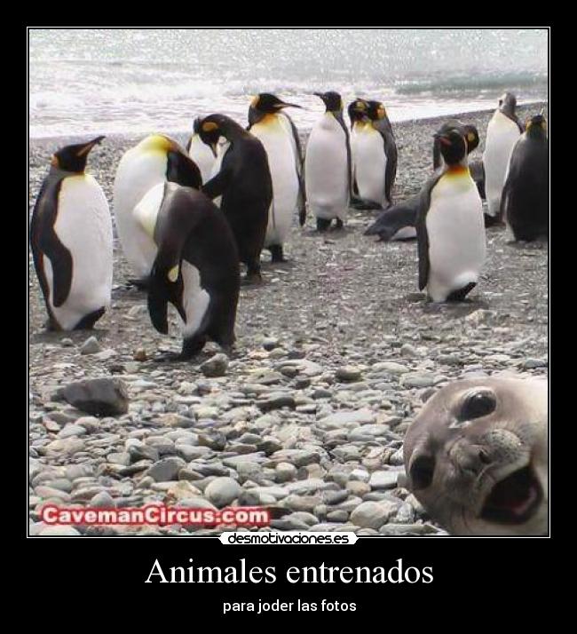 Animales entrenados - para joder las fotos