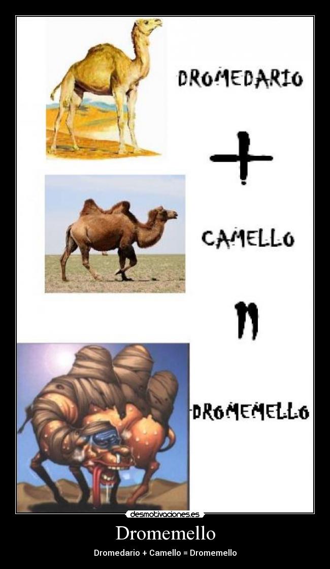 carteles dromemello dromedario camello dromemello desmotivaciones