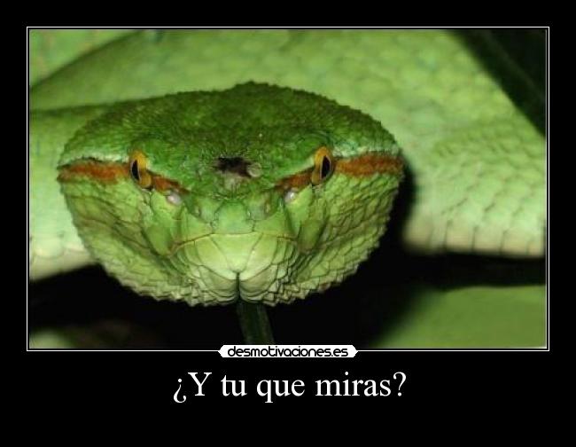 ¿Y tu que miras? -