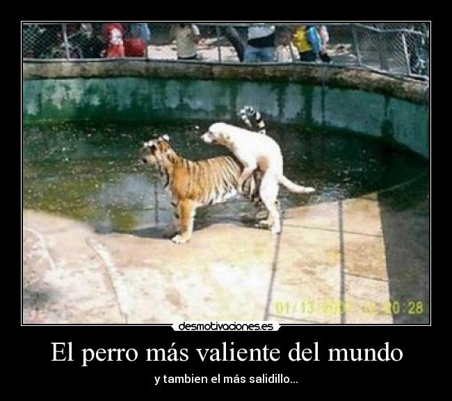 carteles mundo perros desmotivaciones