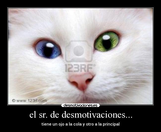 el sr. de desmotivaciones... - tiene un ojo a la cola y otro a la principal