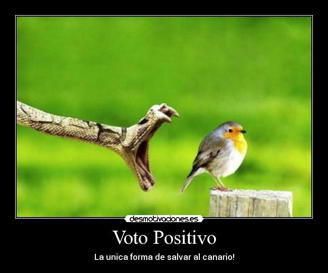 Voto Positivo - La unica forma de salvar al canario!