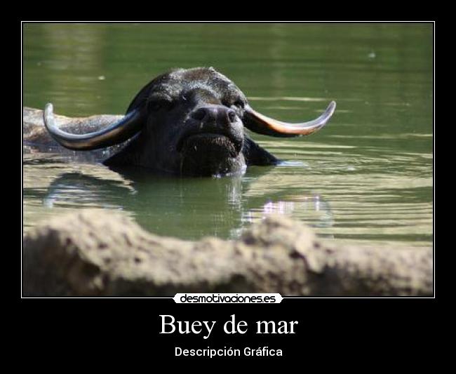 Buey de mar - Descripción Gráfica