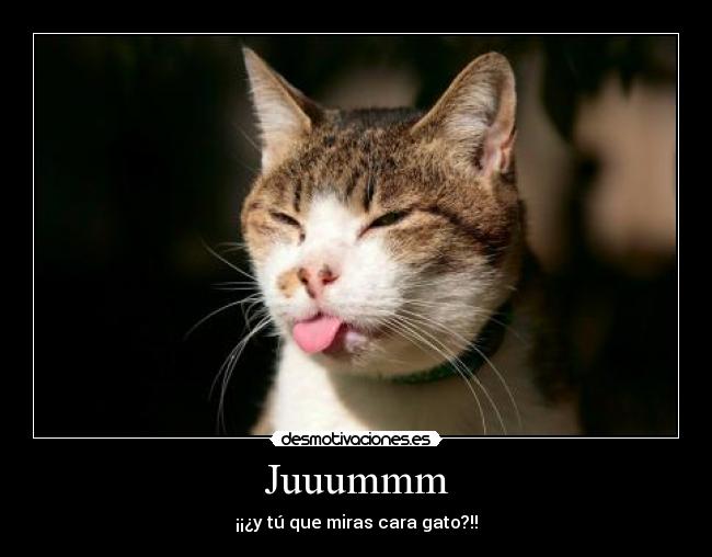 Juuummm - ¡¡¿y tú que miras cara gato?!!