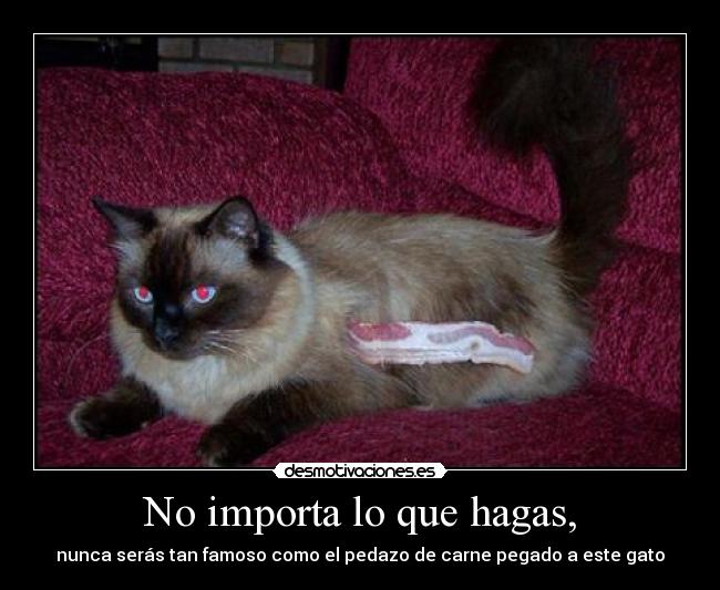 carteles gato carne fama desmotivaciones