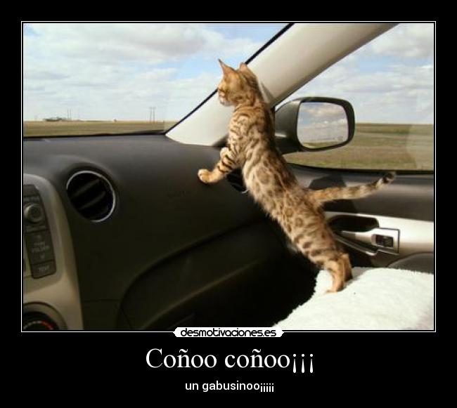 Coñoo coñoo¡¡¡ - un gabusinoo¡¡¡¡¡
