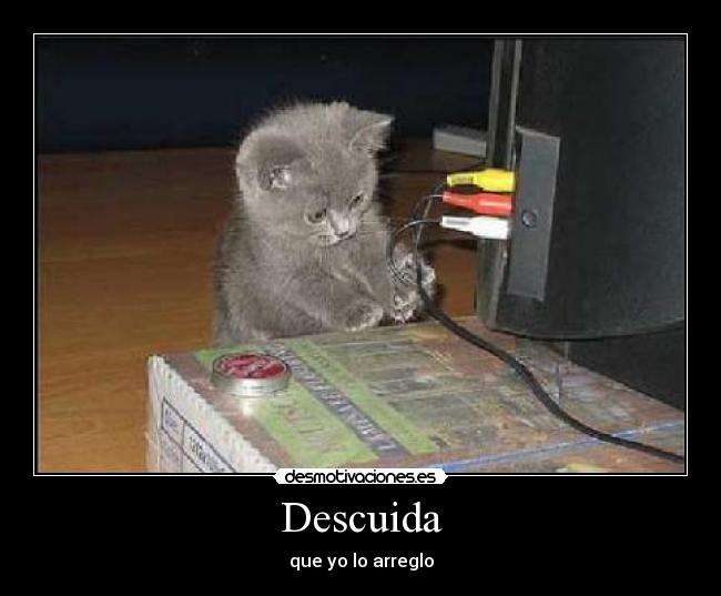 carteles gatos desmotivaciones