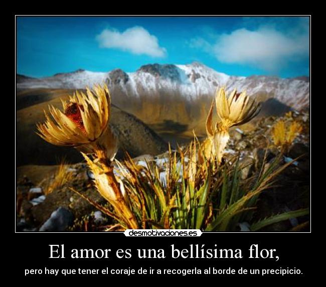 El amor es una bellísima flor, - pero hay que tener el coraje de ir a recogerla al borde de un precipicio.