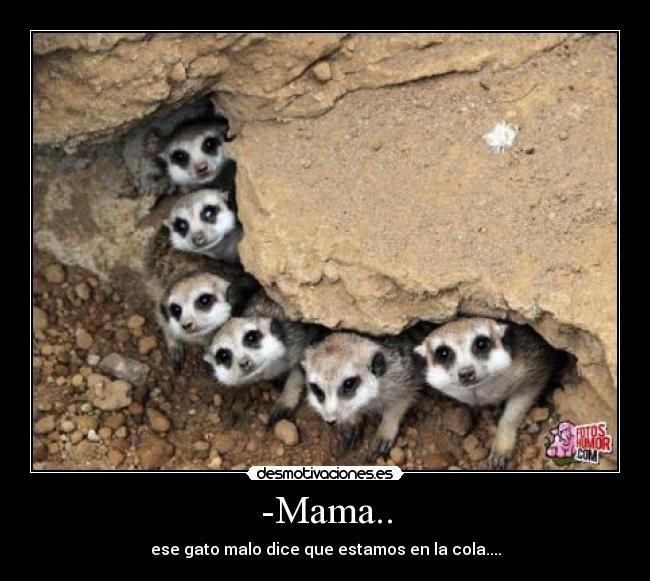 carteles roedores cola familia desmotivaciones