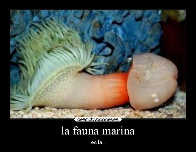 la fauna marina -
