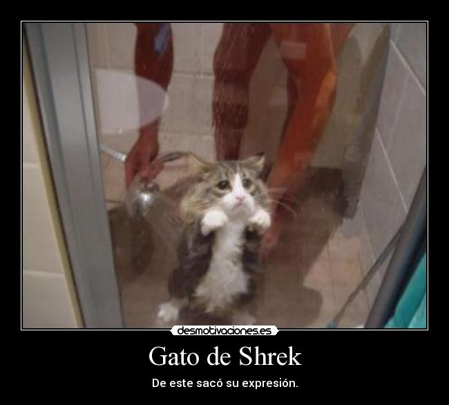 Gato de Shrek -