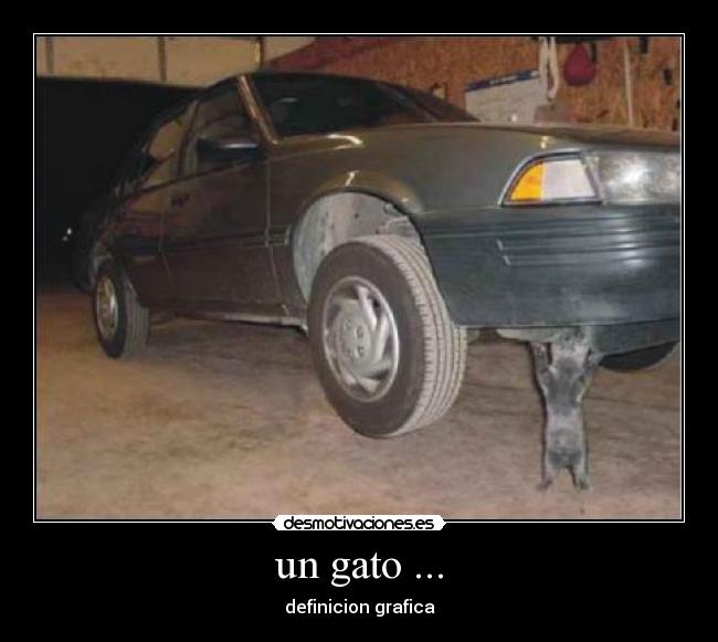 un gato ... - 