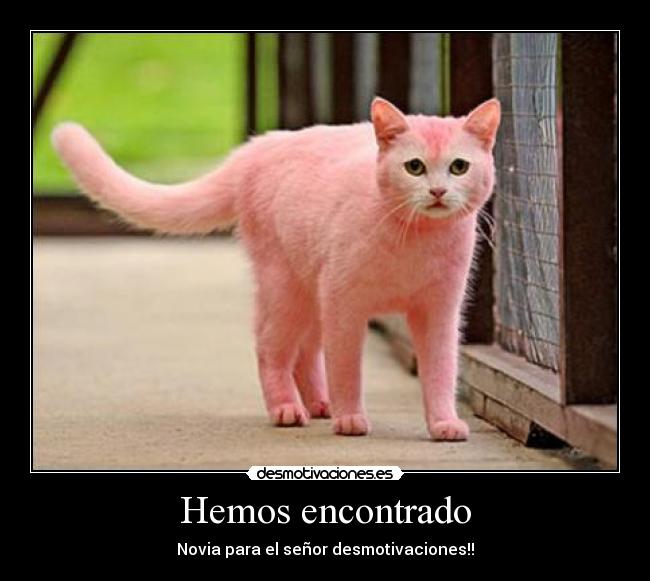 Hemos encontrado - Novia para el señor desmotivaciones!!