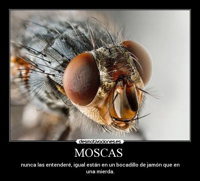 MOSCAS - nunca las entenderé, igual están en un bocadillo de jamón que en una mierda.