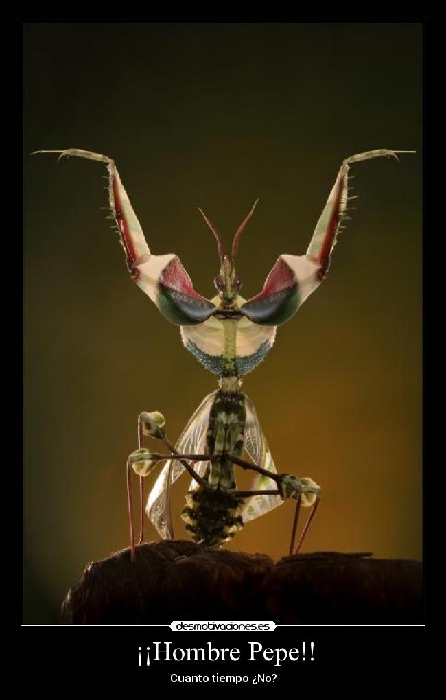 ¡¡Hombre Pepe!! -