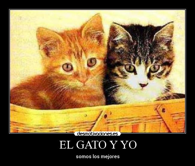 EL GATO Y YO -