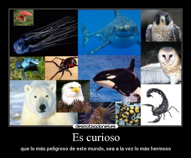 Es curioso -