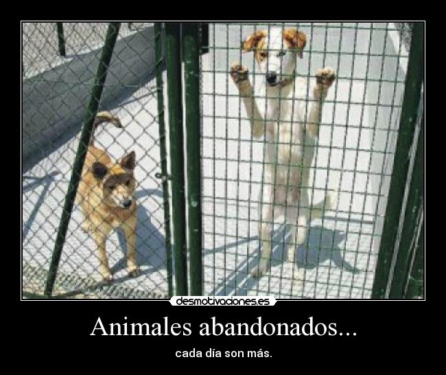 Animales abandonados... - cada día son más.